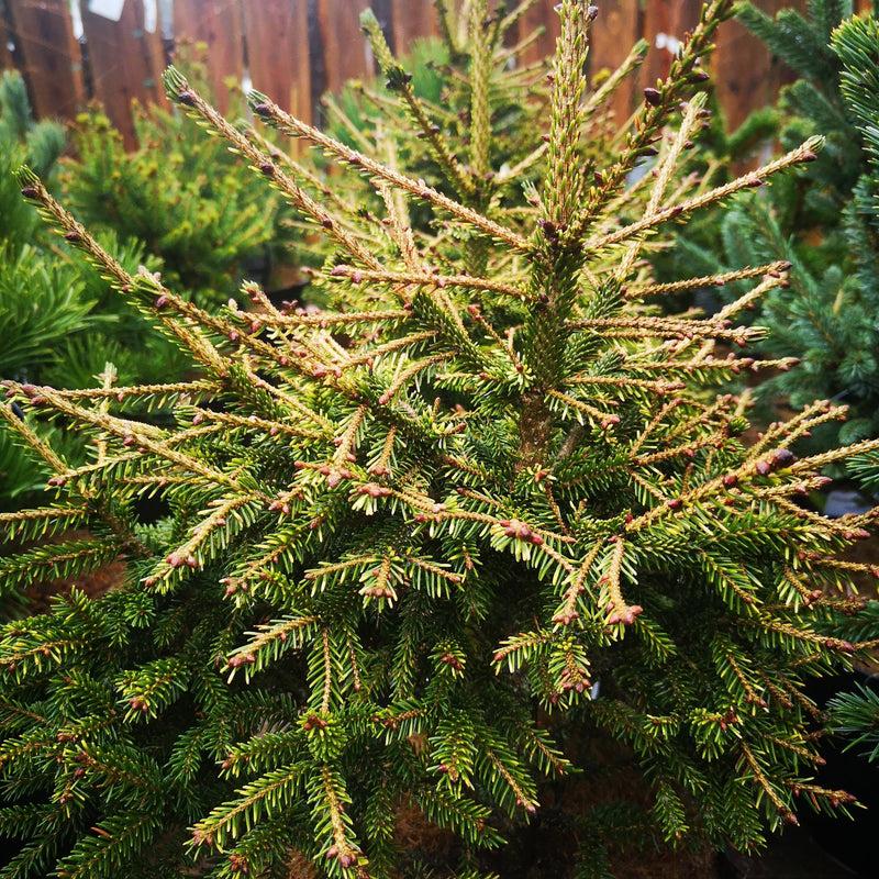 Picea Orientalis - View 9 from www redcrocus com