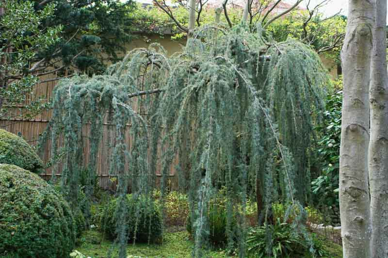 Cedrus Atlantica Glauca Pendula Serpentine - View 12 from www redcrocus com