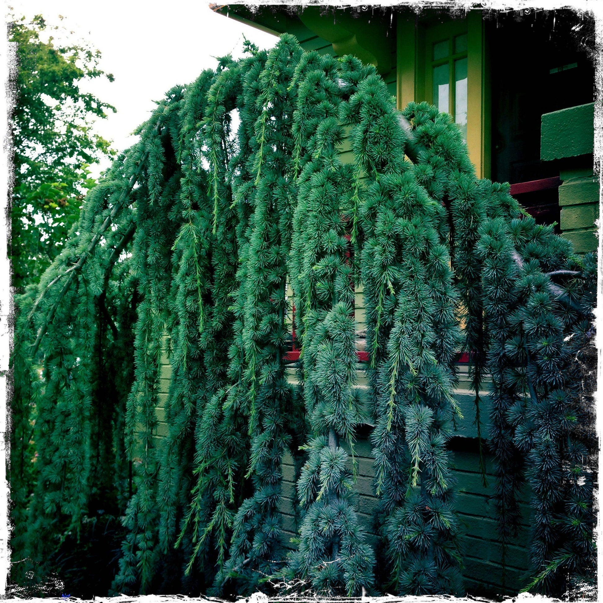 Cedrus Atlantica Glauca Pendula Serpentine - View 14 from www redcrocus com