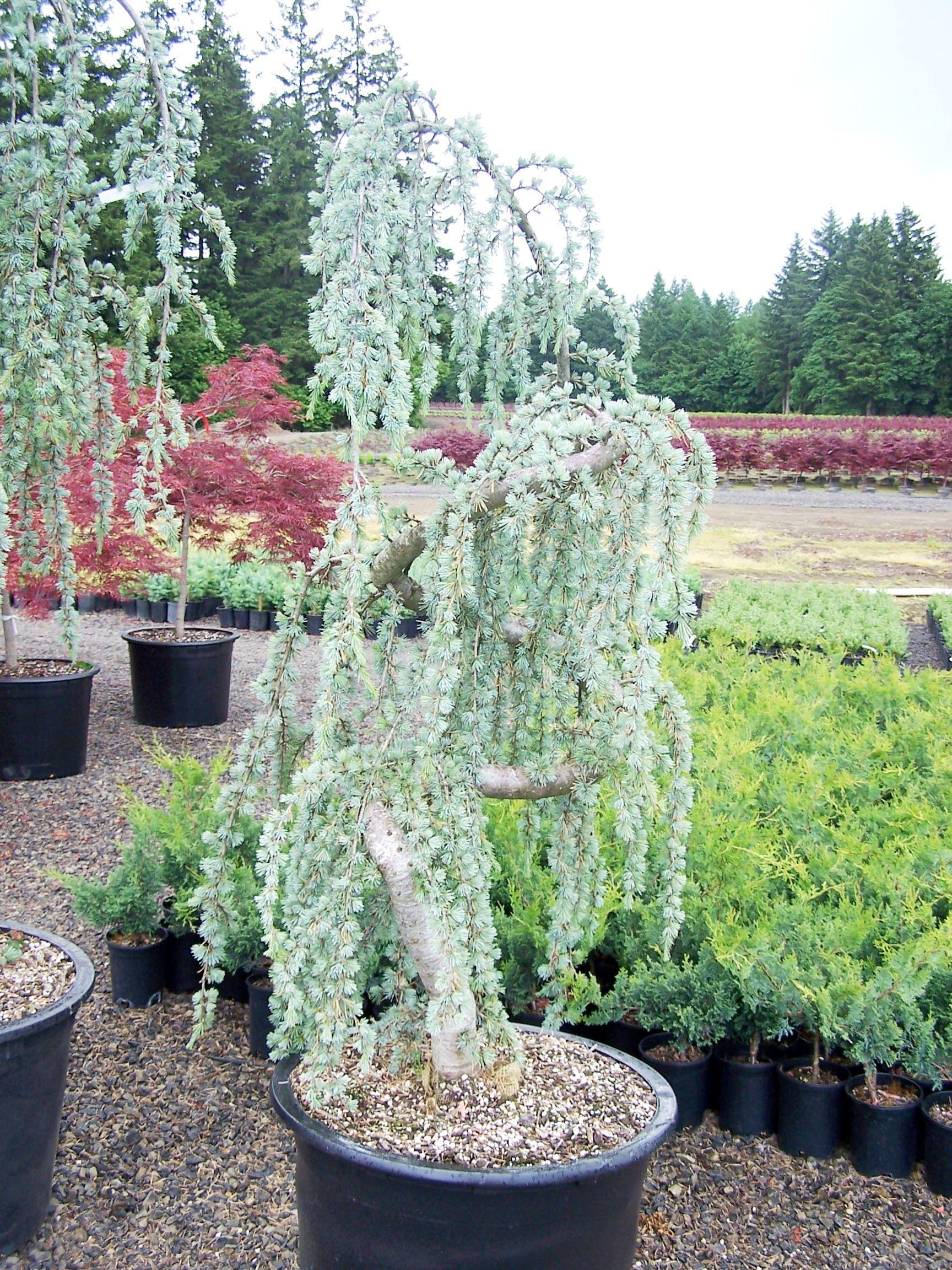 Cedrus Atlantica Glauca Pendula Serpentine - View 15 from www redcrocus com
