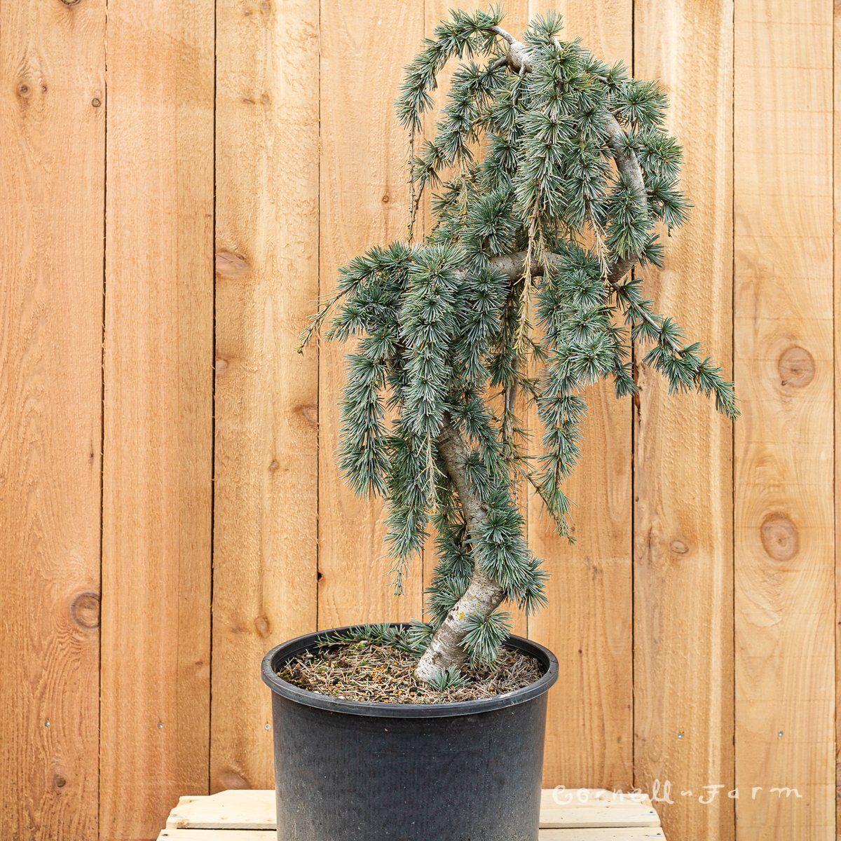 Cedrus Atlantica Glauca Pendula Serpentine - View 16 from www redcrocus com