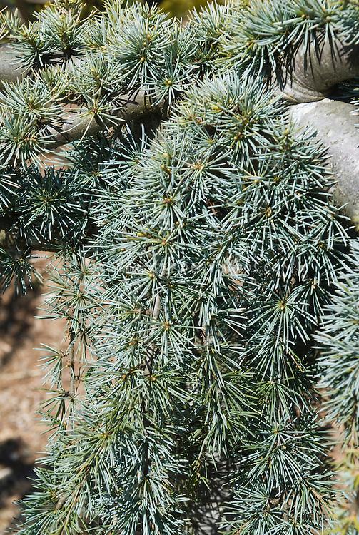 Cedrus Atlantica Glauca Pendula Serpentine - View 1 from www redcrocus com