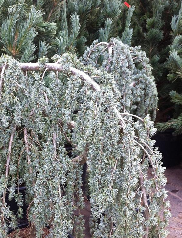 Cedrus Atlantica Glauca Pendula Serpentine - View 3 from www redcrocus com