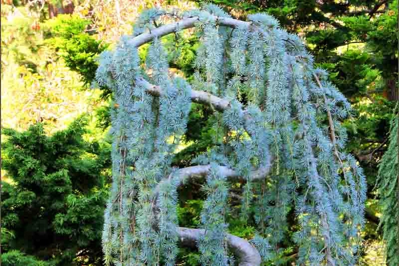 Cedrus Atlantica Glauca Pendula Serpentine - View 3 from www redcrocus com