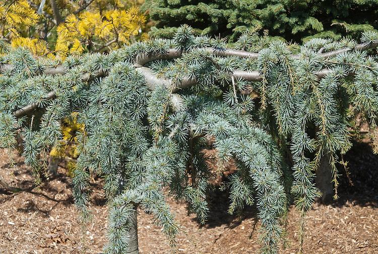 Cedrus Atlantica Glauca Pendula Serpentine - View 4 from www redcrocus com