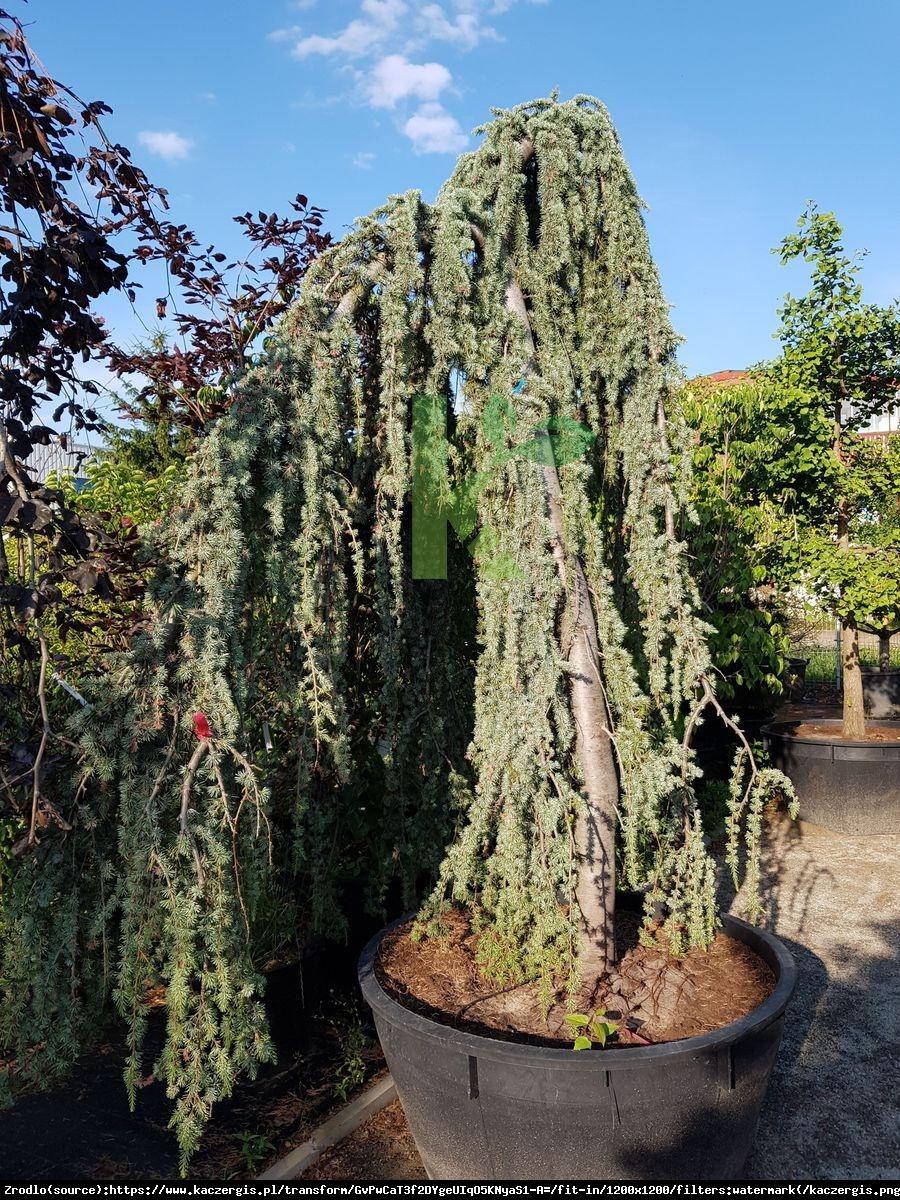 Cedrus Atlantica Glauca Pendula Serpentine - View 5 from www redcrocus com