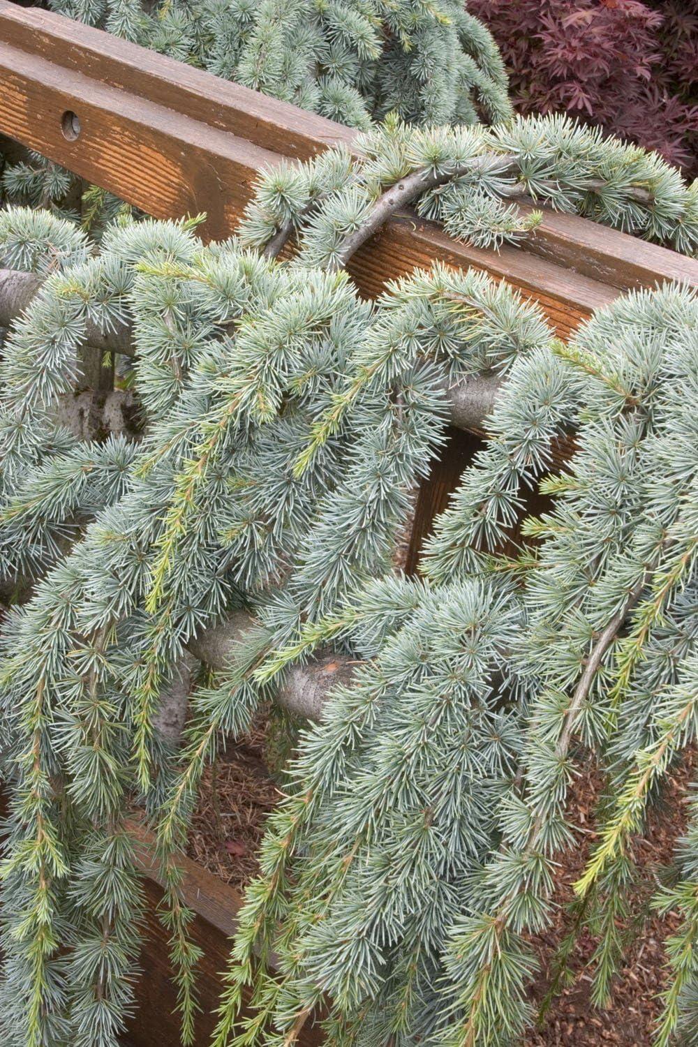 Cedrus Atlantica Glauca Pendula Serpentine - View 8 from www redcrocus com