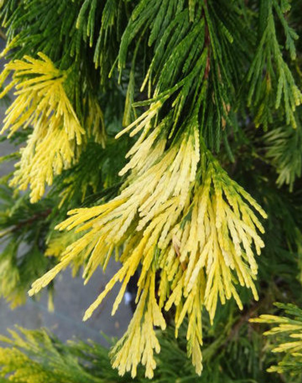 Calocedrus Decurrens - View 10 from www redcrocus com