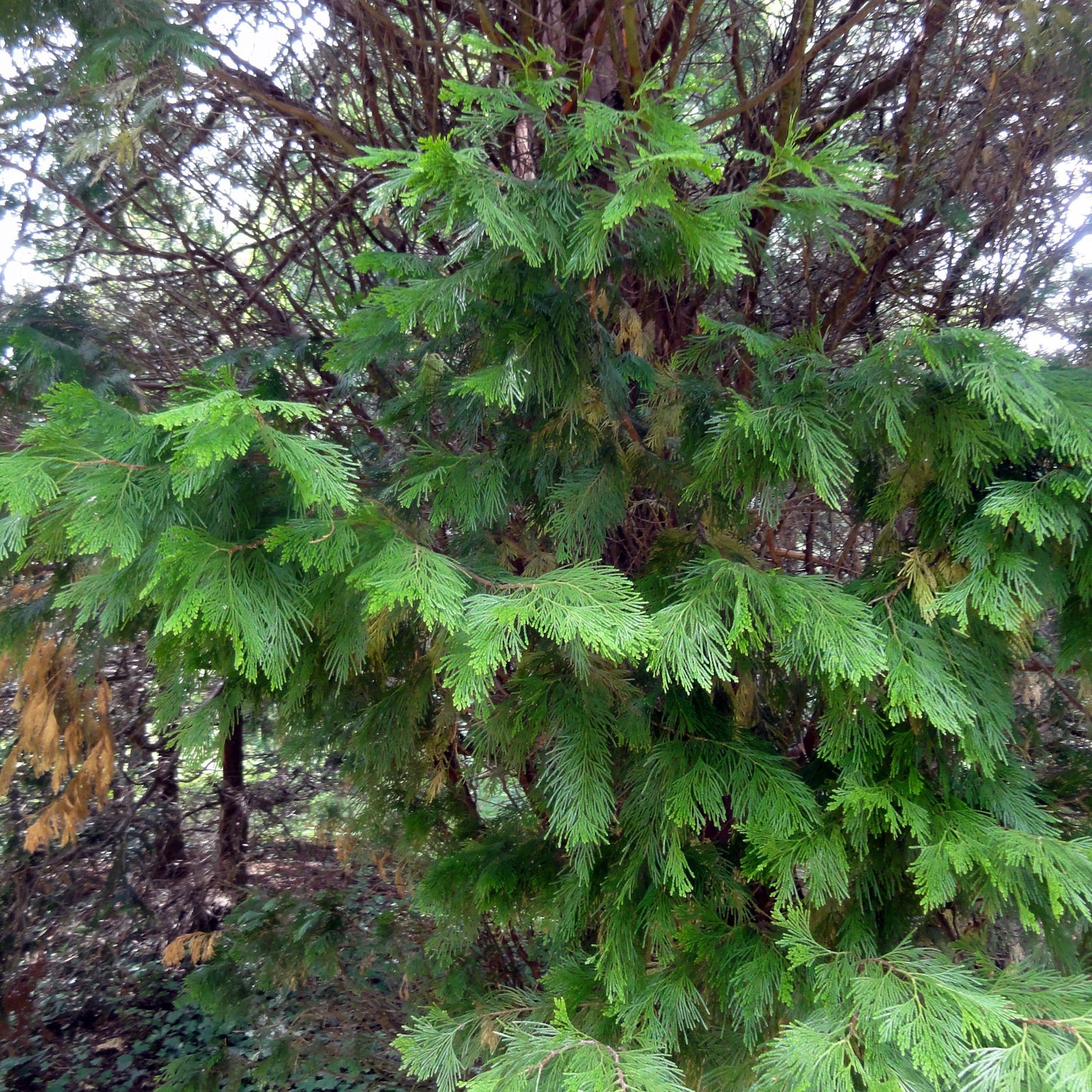 Calocedrus Decurrens - View 18 from www redcrocus com