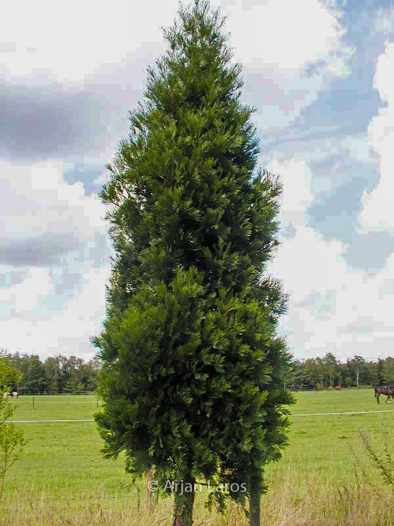 Calocedrus Decurrens - View 19 from www redcrocus com