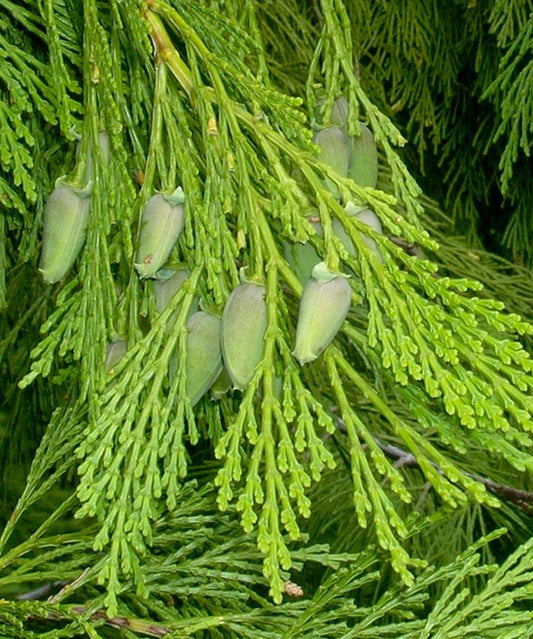 Calocedrus Decurrens - View 1 from www redcrocus com