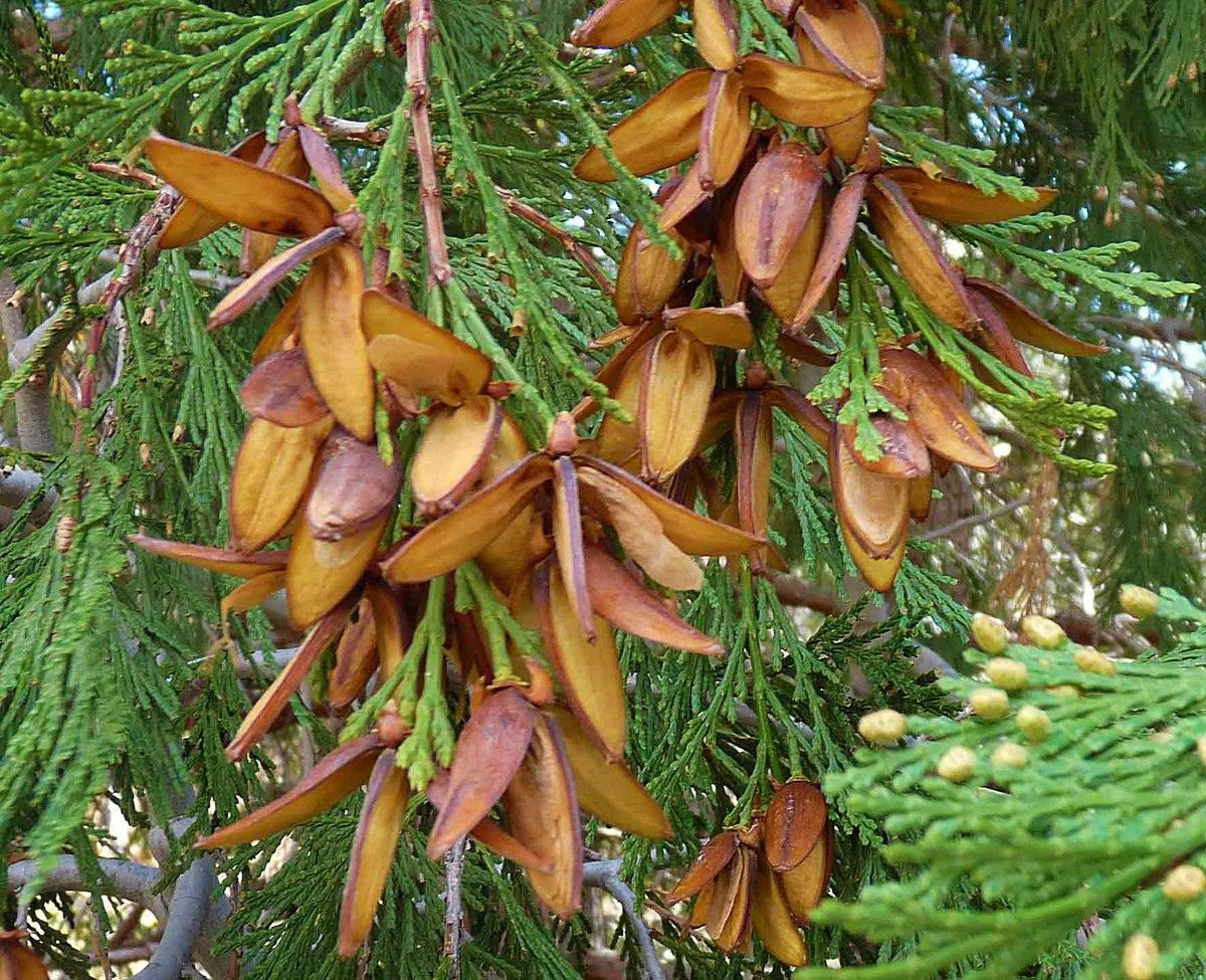 Calocedrus Decurrens - View 23 from www redcrocus com