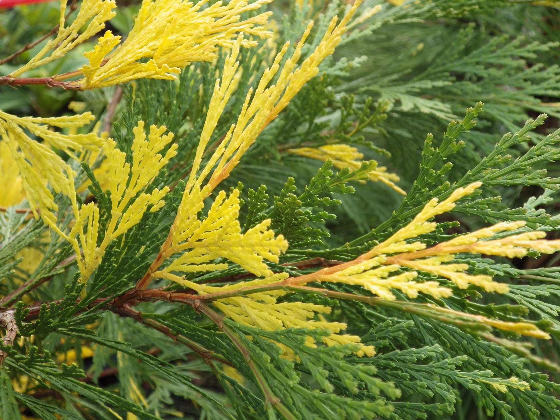 Calocedrus Decurrens - View 6 from www redcrocus com