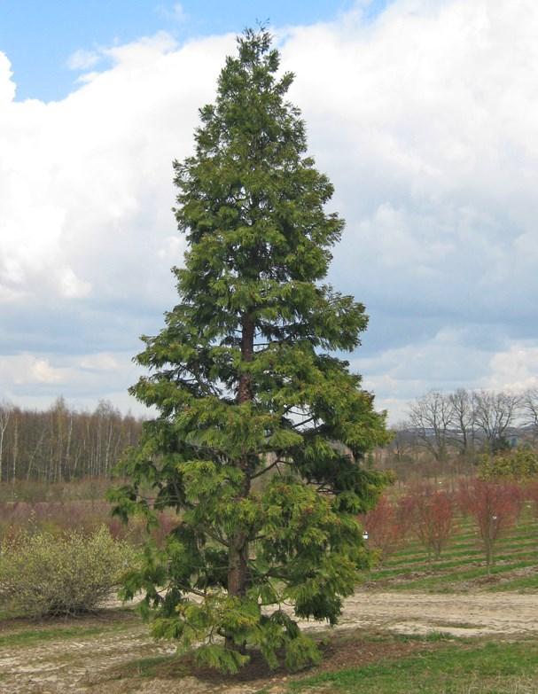 Calocedrus Decurrens - View 9 from www redcrocus com