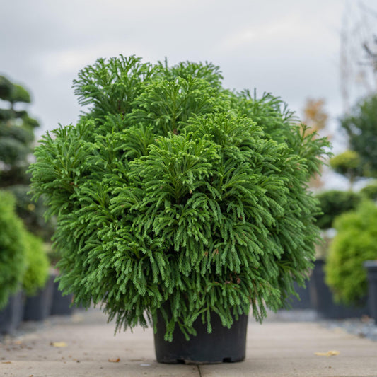 Cryptomeria Japonica Globosa Nana - View 1 from www redcrocus com