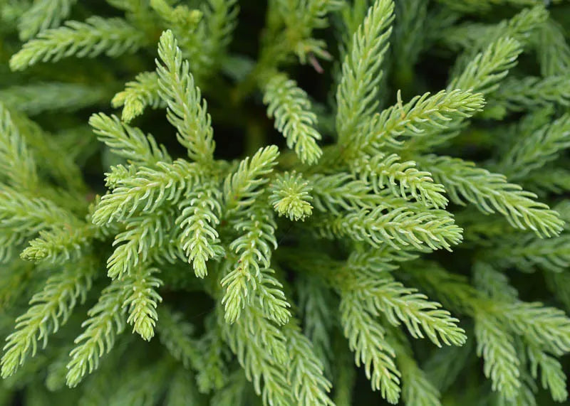 Cryptomeria Japonica Globosa Nana - View 20 from www redcrocus com