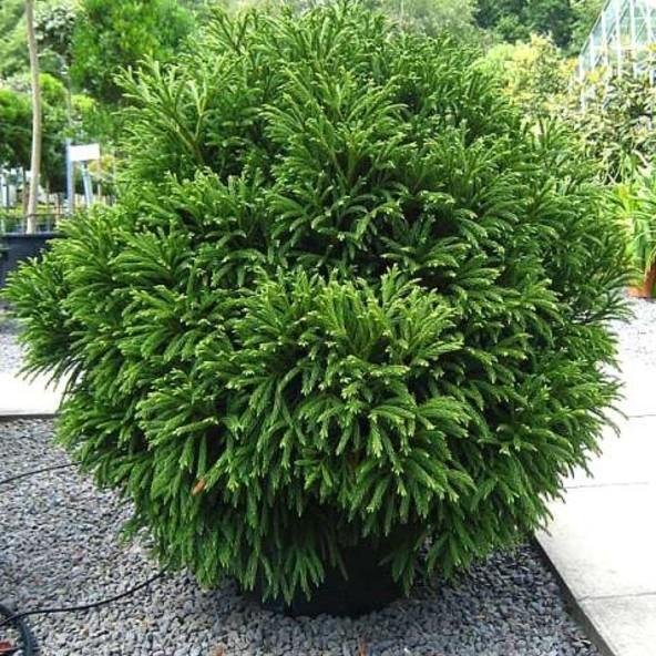 Cryptomeria Japonica Globosa Nana - View 6 from www redcrocus com