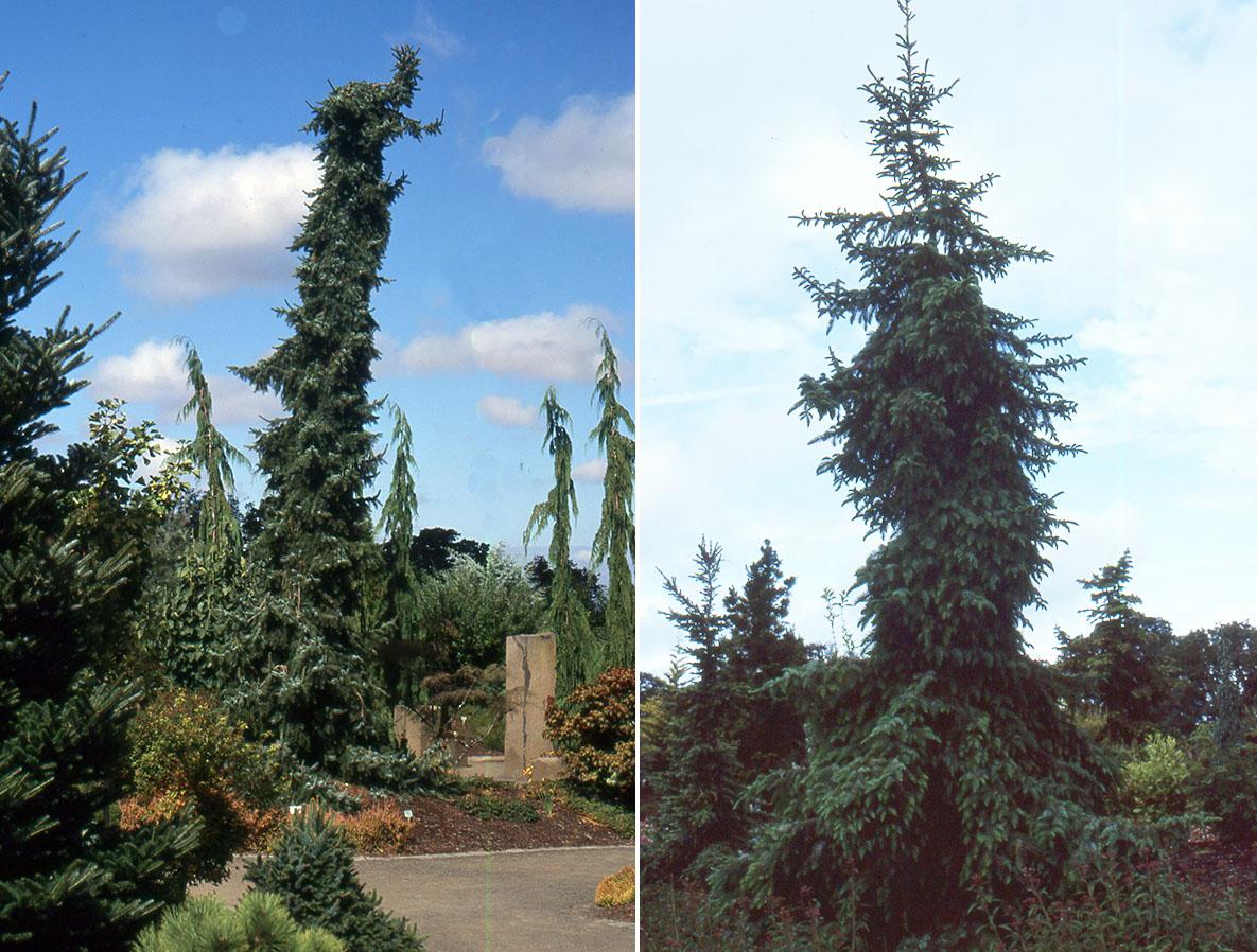 Picea Omorika 'pendula' - View 12 from www redcrocus com