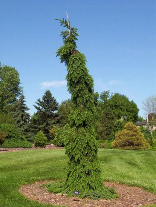 Picea Omorika 'pendula' - View 1 from www redcrocus com