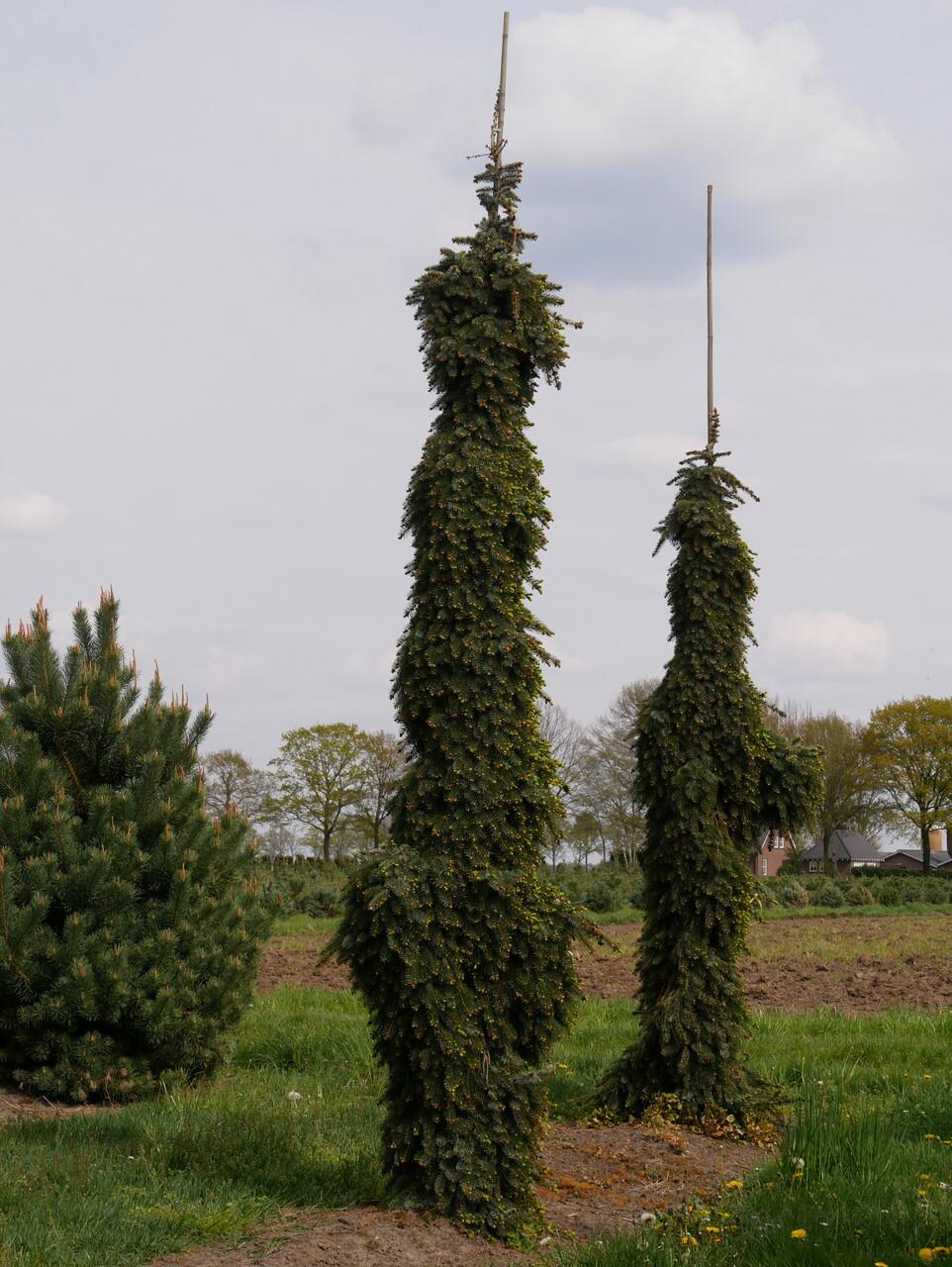 Picea Omorika 'pendula' - View 2 from www redcrocus com