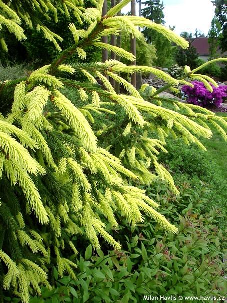 Picea Orientalis Aureospicata - View 10 from www redcrocus com