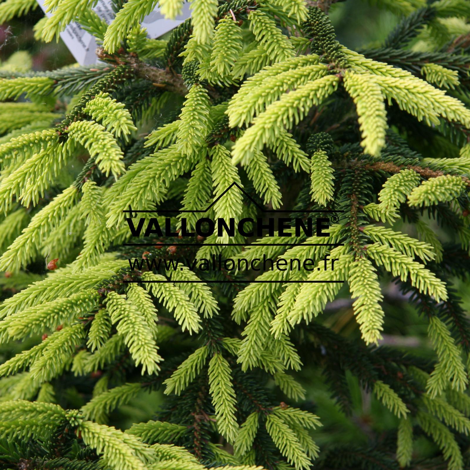 Picea Orientalis Aureospicata - View 3 from www redcrocus com