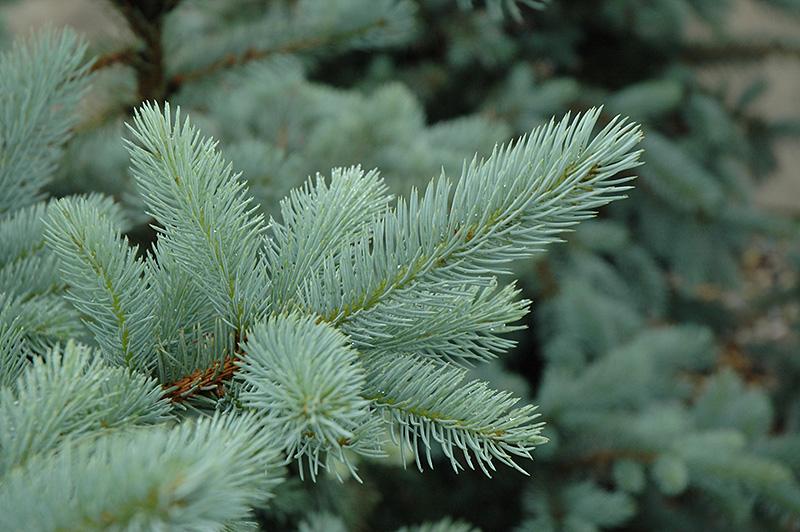 Picea Pungens 'bakeri' - View 27 from www redcrocus com