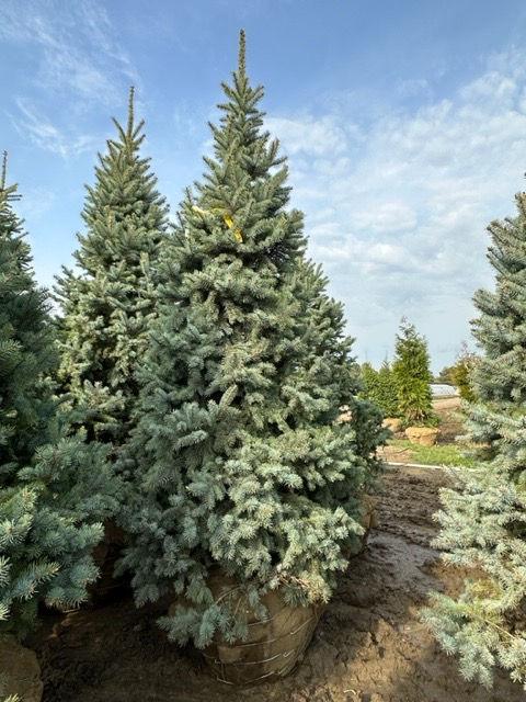 Picea Pungens 'bakeri' - View 31 from www redcrocus com