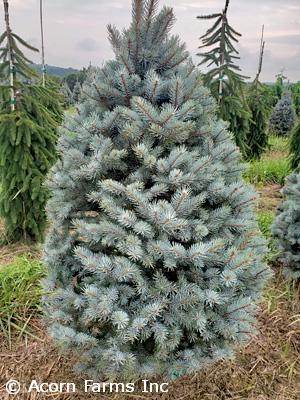 Picea Pungens 'bakeri' - View 32 from www redcrocus com
