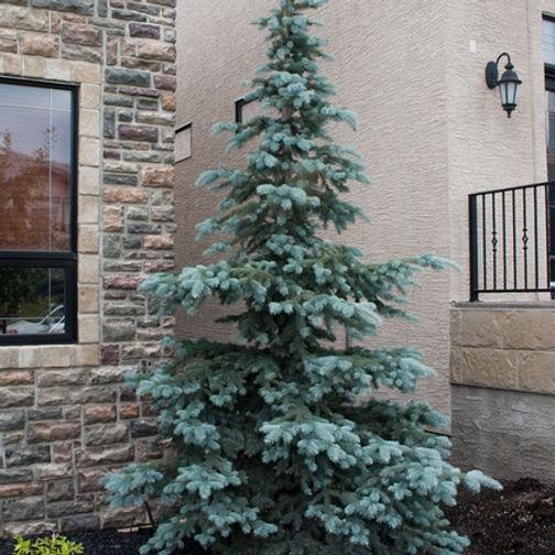 Picea Pungens 'bakeri' - View 35 from www redcrocus com