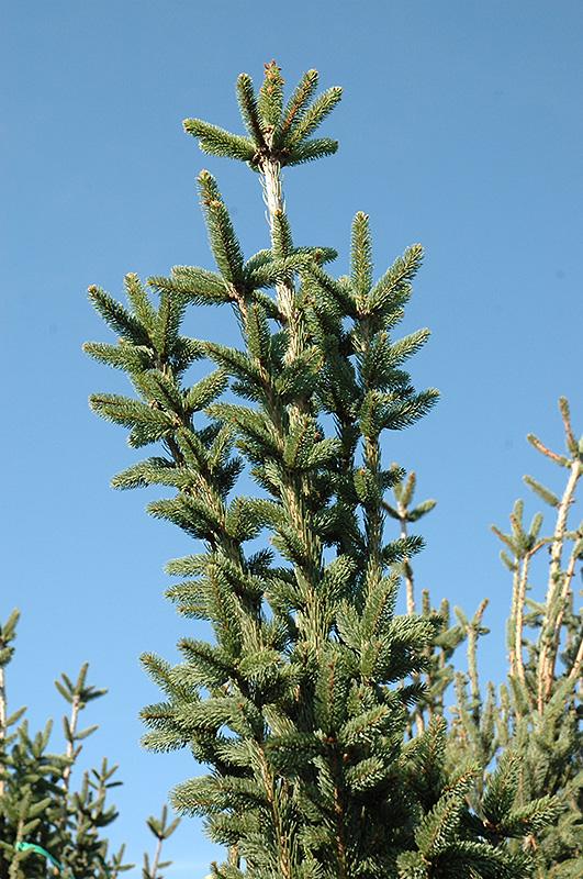 Picea Abies 'cupressina' - View 15 from www redcrocus com