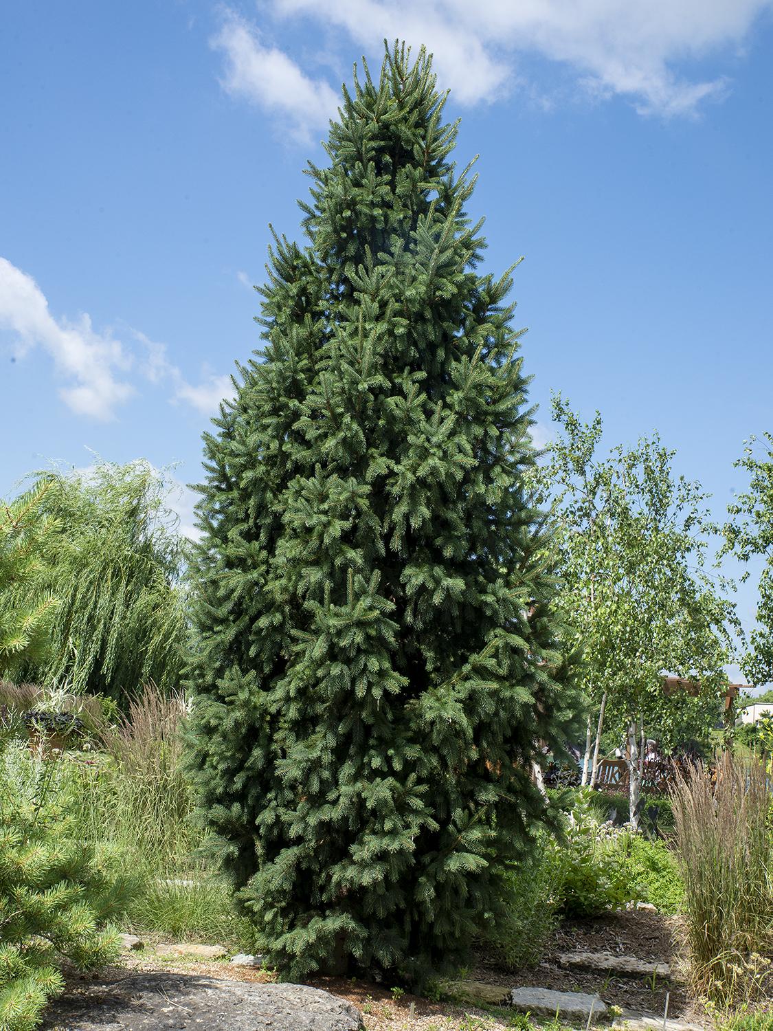 Picea Abies 'cupressina' - View 17 from www redcrocus com
