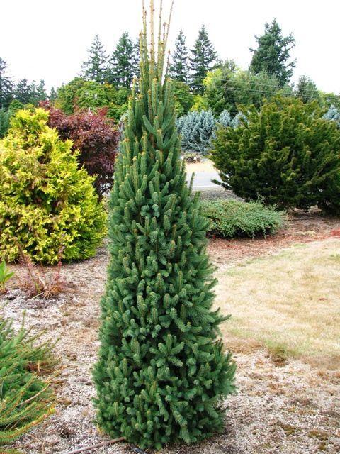 Picea Abies 'cupressina' - View 19 from www redcrocus com