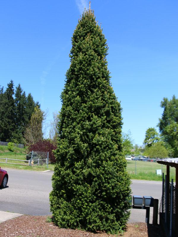 Picea Abies 'cupressina' - View 23 from www redcrocus com