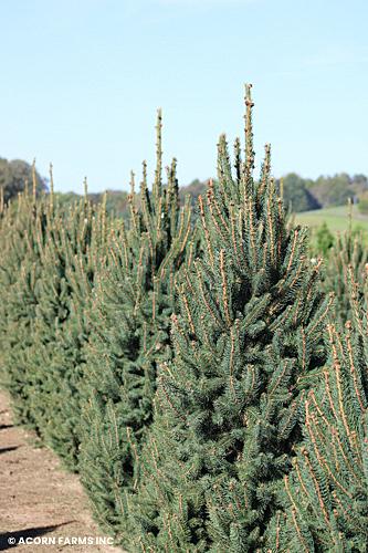 Picea Abies 'cupressina' - View 24 from www redcrocus com