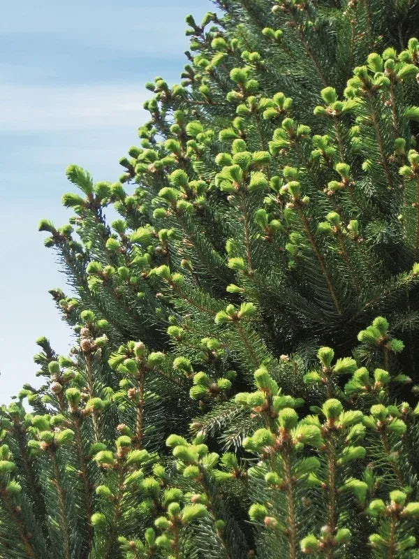 Picea Abies 'cupressina' - View 25 from www redcrocus com