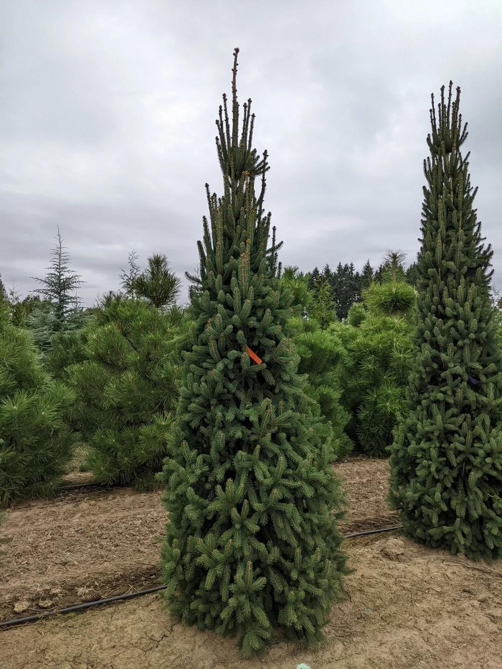 Picea Abies 'cupressina' - View 26 from www redcrocus com