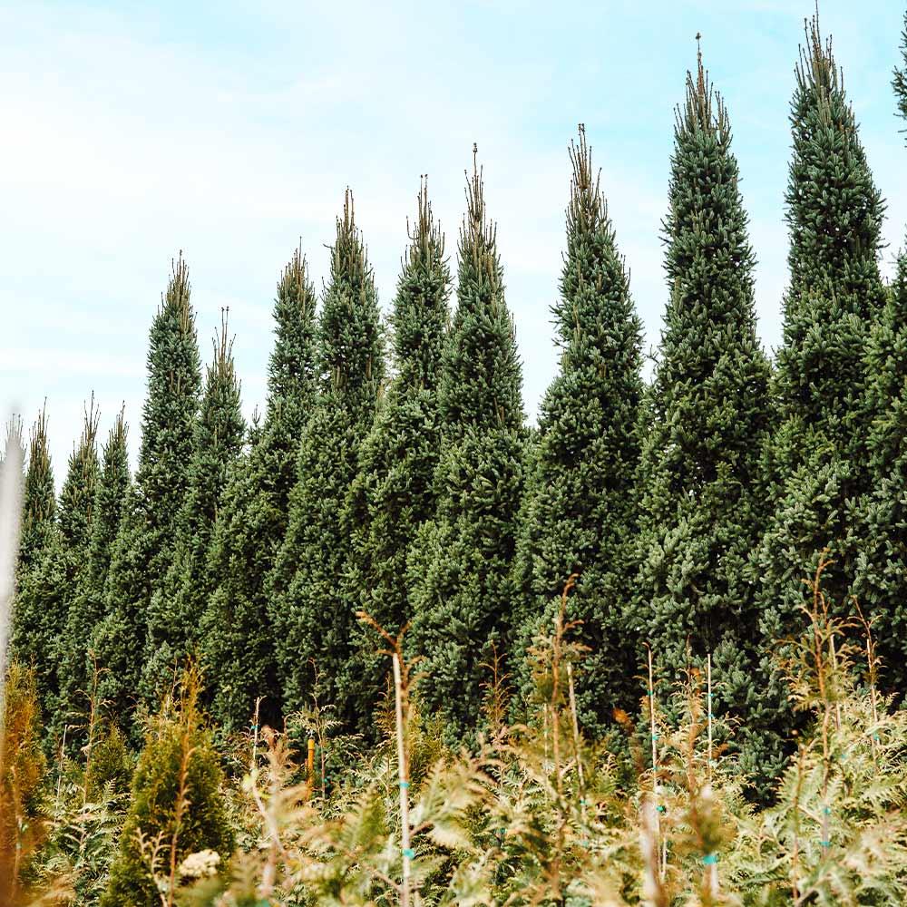 Picea Abies 'cupressina' - View 28 from www redcrocus com