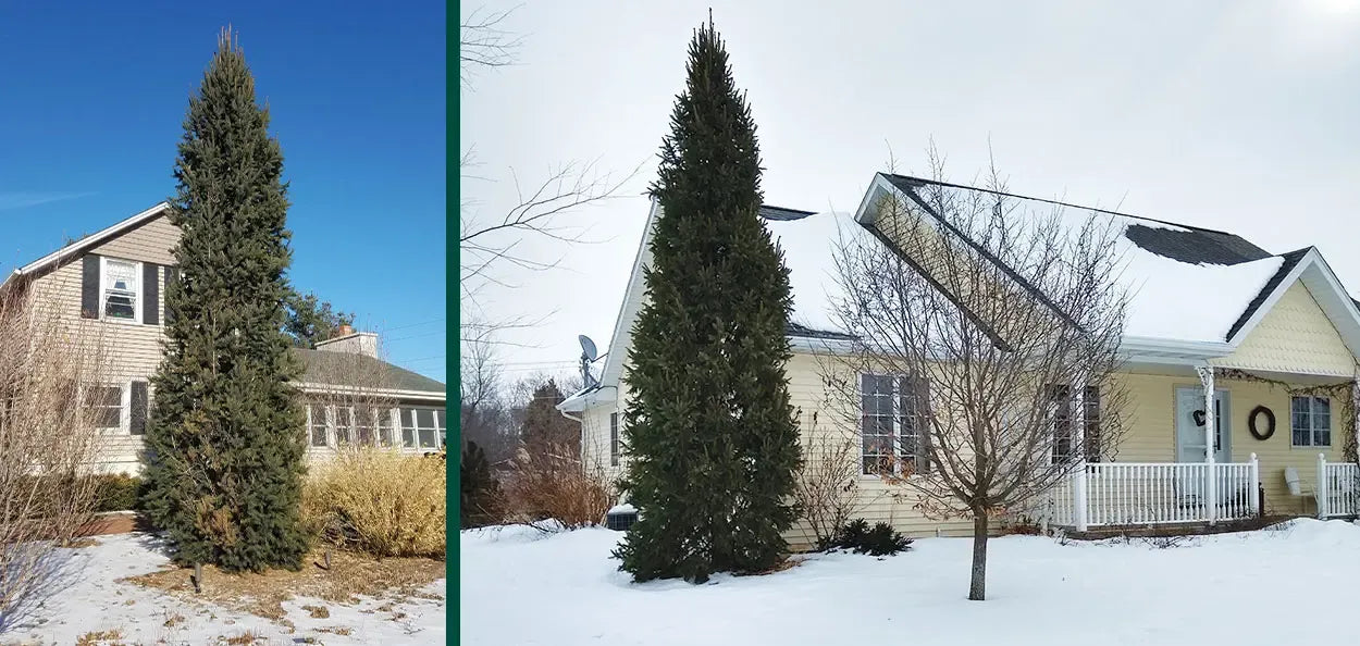 Picea Abies 'cupressina' - View 31 from www redcrocus com