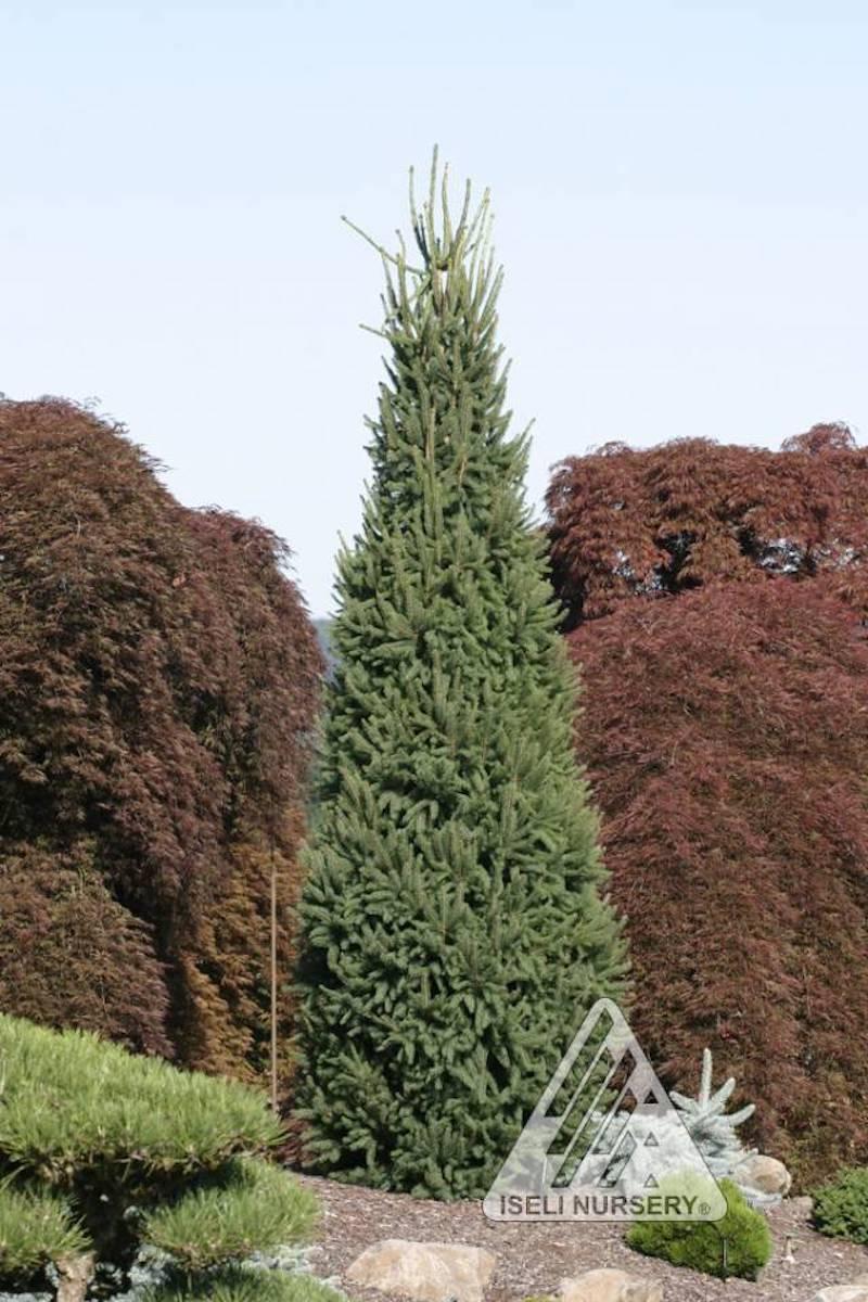 Picea Abies 'cupressina' - View 6 from www redcrocus com