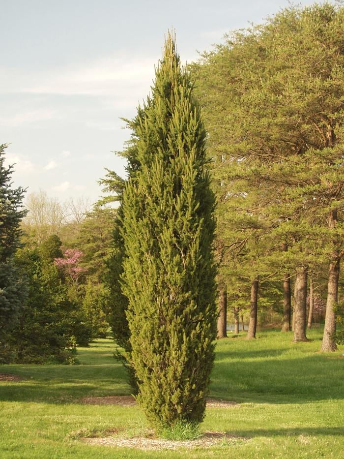 Picea Abies 'cupressina' - View 8 from www redcrocus com
