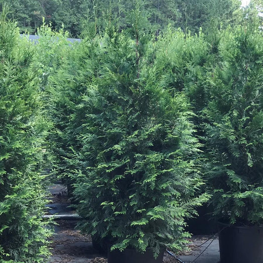 Thuja Plicata Green Giant - View 1 from www redcrocus com