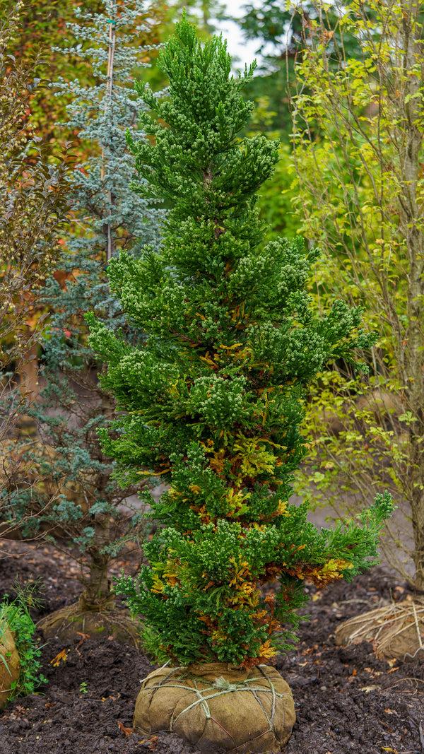 Cryptomeria Japonica 'black Dragon' - View 13 from www redcrocus com