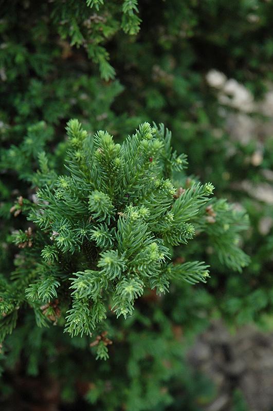 Cryptomeria Japonica 'black Dragon' - View 14 from www redcrocus com