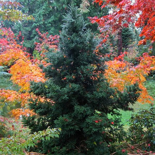 Cryptomeria Japonica 'black Dragon' - View 1 from www redcrocus com