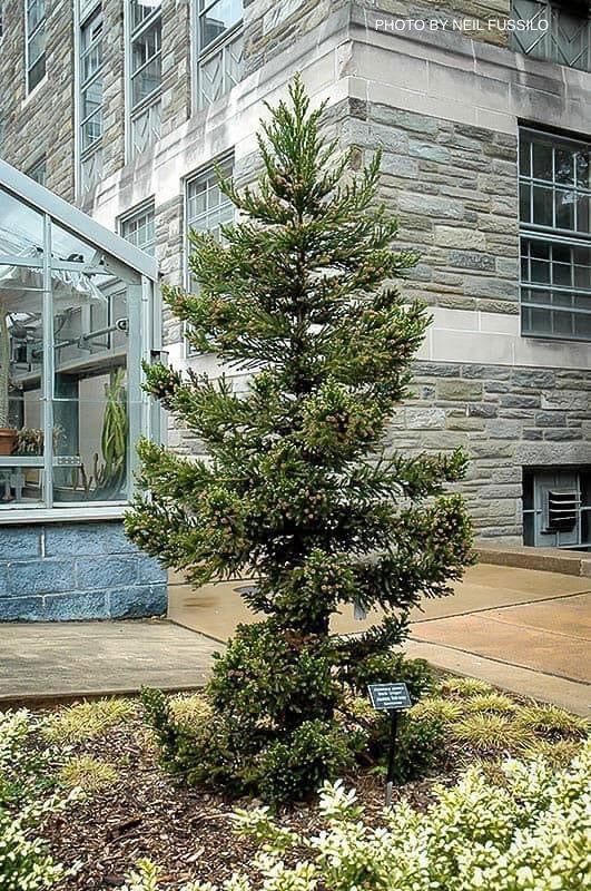 Cryptomeria Japonica 'black Dragon' - View 2 from www redcrocus com