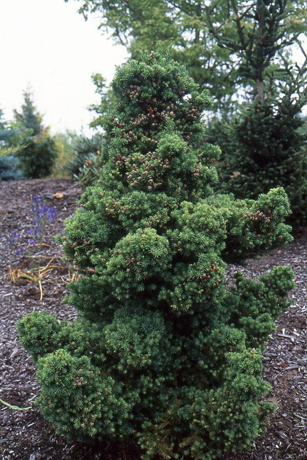 Cryptomeria Japonica 'black Dragon' - View 3 from www redcrocus com