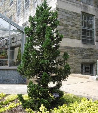 Cryptomeria Japonica 'black Dragon' - View 4 from www redcrocus com