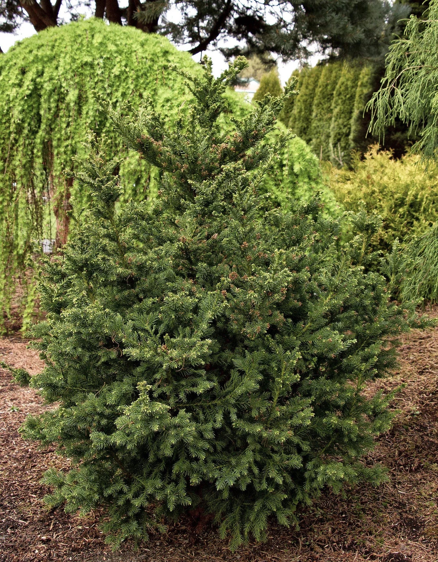 Cryptomeria Japonica 'black Dragon' - View 8 from www redcrocus com