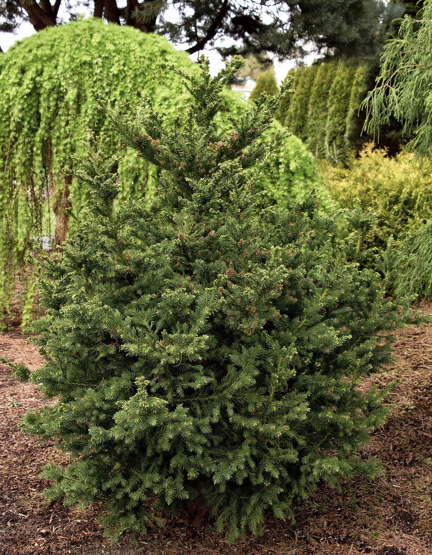 Cryptomeria Japonica 'black Dragon' - View 8 from www redcrocus com